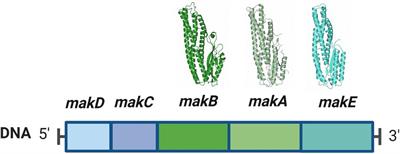 MakC and MakD are two proteins associated with a tripartite toxin of Vibrio cholerae